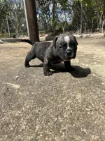 Koda, a female American Bully for sale in Richmond, TX – Photo 2 of 7