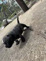 Koda, a female American Bully for sale in Richmond, TX – Photo 3 of 7