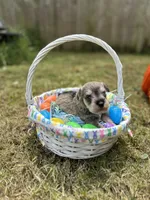 Peanut, a male Miniature Schnauzer for sale in Richmond, TX – Photo 3 of 5