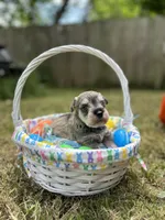 Peanut, a male Miniature Schnauzer for sale in Richmond, TX – Photo 2 of 5