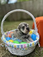 Peanut, a male Miniature Schnauzer for sale in Richmond, TX – Photo 4 of 5