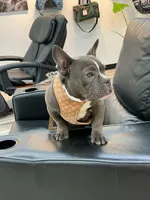 Norris, a male American Bully for sale in Richmond, TX – 6 of 8