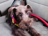 Dutches , a female Miniature Schnauzer for sale in Richmond, TX – 9 of 10