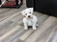 Princeton , a male Miniature Schnauzer for sale in Richmond, TX – 3 of 10