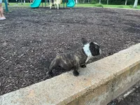 Sweet pea 🫛 , a female American Bully for sale in Richmond, TX – 7 of 10