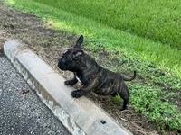 Koda, a female American Bully for sale in Richmond, TX – 9 of 10