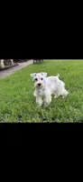 Snow man, a male Miniature Schnauzer for sale in Richmond, TX – 2 of 4