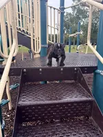 Koda, a female American Bully for sale in Richmond, TX – 3 of 10