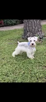 Snow man, a male Miniature Schnauzer for sale in Richmond, TX – 3 of 4