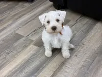 Princeton , a male Miniature Schnauzer for sale in Richmond, TX – 1 of 10