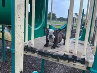 Sweet pea 🫛 , a female American Bully for sale in Richmond, TX – 9 of 10