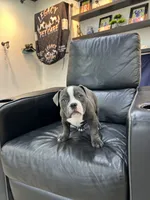 Zuri, a female American Bully for sale in Richmond, TX – 8 of 9