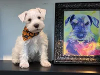 Princeton , a male Miniature Schnauzer for sale in Richmond, TX – 5 of 10