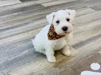 Princeton , a male Miniature Schnauzer for sale in Richmond, TX – 2 of 10