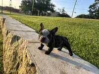 Sweet pea 🫛 , a female American Bully for sale in Richmond, TX – 5 of 10