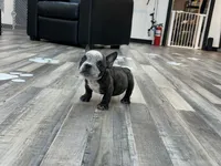 Sweet thang , a female American Bully for sale in Richmond, TX – 3 of 3