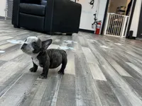 Sweet thang , a female American Bully for sale in Richmond, TX – 2 of 3