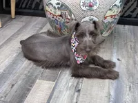 Dutches , a female Miniature Schnauzer for sale in Richmond, TX – 8 of 10