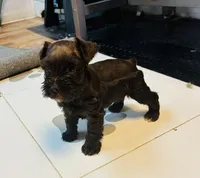 Maple, a female Miniature Schnauzer for sale in Richmond, TX – 2 of 7