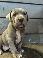 Champagne Mami, a female American Pit Bull Terrier for sale in Richmond, TX – Photo 2 of 10