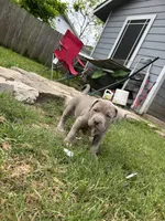 Champagne Mami, a female American Pit Bull Terrier for sale in Richmond, TX – Photo 9 of 10