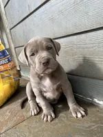 Champagne Mami, a female American Pit Bull Terrier for sale in Richmond, TX – Photo 8 of 10