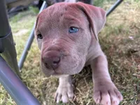 Champagne Mami, a female American Pit Bull Terrier for sale in Richmond, TX – Photo 1 of 10