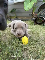 Champagne Mami, a female American Pit Bull Terrier for sale in Richmond, TX – Photo 4 of 10