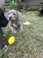 Champagne Mami, a female American Pit Bull Terrier for sale in Richmond, TX – Photo 6 of 10