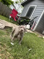 Champagne Mami, a female American Pit Bull Terrier for sale in Richmond, TX – Photo 5 of 10