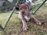 Champagne Mami, a female American Pit Bull Terrier for sale in Richmond, TX – Photo 3 of 10