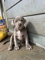 Champagne Mami, a female American Pit Bull Terrier for sale in Richmond, TX – Photo 7 of 10