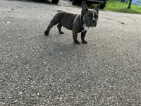 Norris, a male American Bully for sale in Richmond, TX – 2 of 4