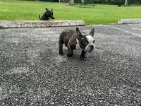 Sweet pea 🫛 , a female American Bully for sale in Richmond, TX – 10 of 10