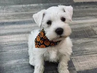 Princeton , a male Miniature Schnauzer for sale in Richmond, TX – 9 of 10