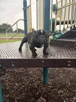 Koda, a female American Bully for sale in Richmond, TX – 1 of 10