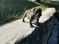 Diesel, a male American Bully for sale in Richmond, TX – Photo 10 of 10