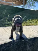 Diesel, a male American Bully for sale in Richmond, TX – Photo 7 of 10