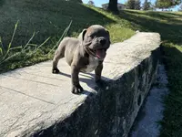 Diesel, a male American Bully for sale in Richmond, TX – Photo 6 of 10