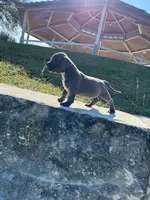 Diesel, a male American Bully for sale in Richmond, TX – Photo 8 of 10