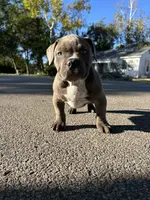 Diesel, a male American Bully for sale in Richmond, TX – Photo 9 of 10