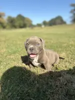 Diesel, a male American Bully for sale in Richmond, TX – Photo 5 of 10
