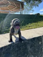 Diesel, a male American Bully for sale in Richmond, TX – Photo 3 of 10