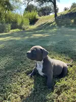 Diesel, a male American Bully for sale in Richmond, TX – Photo 4 of 10