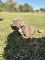 Diesel, a male American Bully for sale in Richmond, TX – Photo 1 of 10