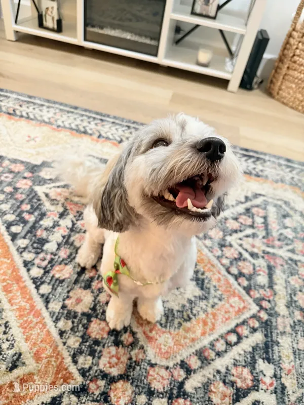 Levi – Havanese puppy for sale in Eustis, FL