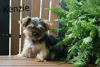 Tracker, a male Yorkshire Terrier for sale in Sugarcreek, OH – Photo 6 of 6