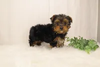 Tracker, a male Yorkshire Terrier for sale in Sugarcreek, OH – Photo 2 of 6