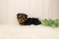Tracker, a male Yorkshire Terrier for sale in Sugarcreek, OH – Photo 3 of 6