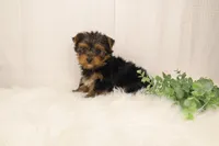 Tracker, a male Yorkshire Terrier for sale in Sugarcreek, OH – Photo 4 of 6